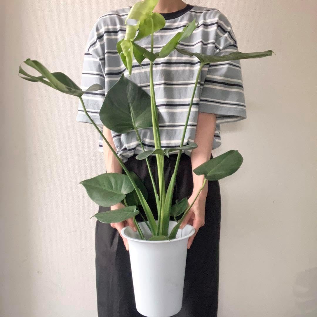 S7962 巨大モンステラ 高さ70cm超 6号鉢 モンステラ 大型 | 観葉